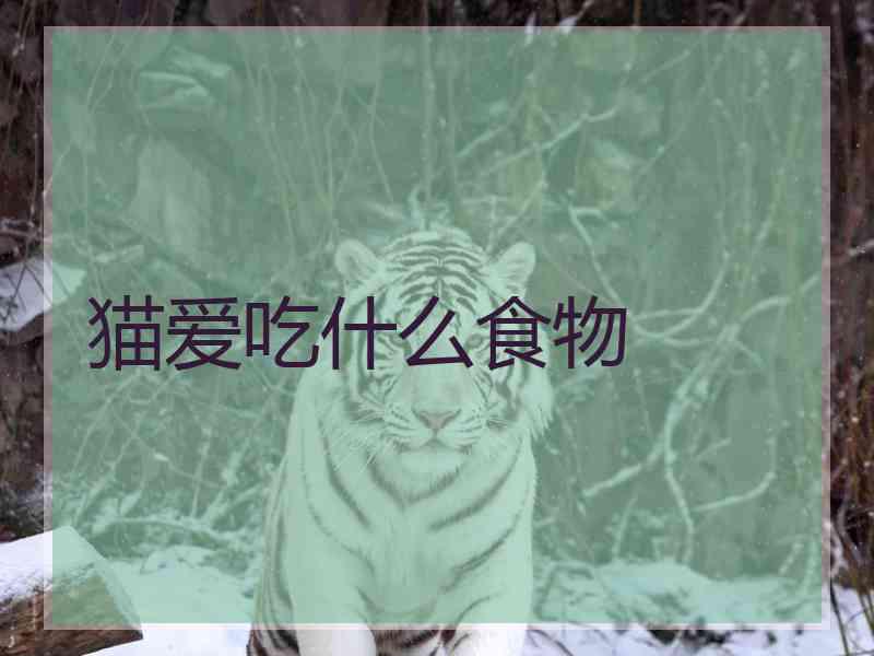 猫爱吃什么食物